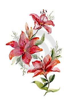Eautiful red tiger lilies on white background. Watercolor paint