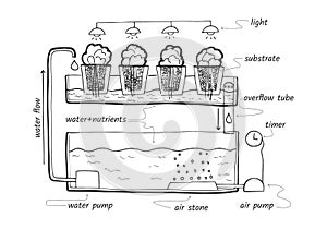 Ebb and flow hydroponic system