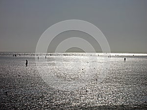 Ebb in the North Sea