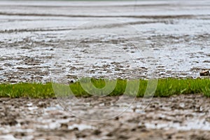 During ebbe the watt can be admired and the objects come to light and remain lying