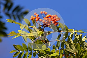 Eberesche Orange Beeren