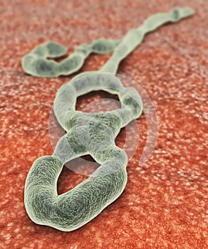 Ebola virus