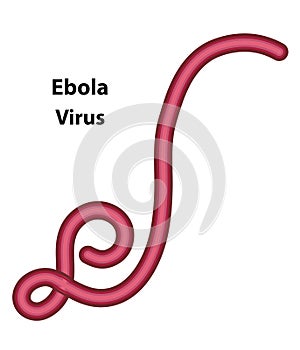 Ebola Virus as an example