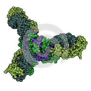 Ebola virus glycoprotein (GP), molecular structure. Occurs as spikes on ebola virus surface; target for vaccine development