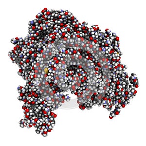 Ebola virus glycoprotein (GP), molecular structure. Occurs as spikes on ebola virus surface; target for vaccine development