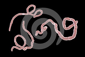 Ebola virus, hemorrhagic fever virus