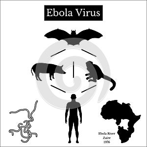 Ebola Virus. Infographics Source of disease. Black on white photo