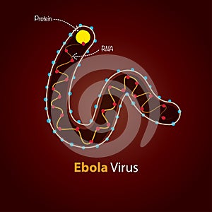 Ebola Virus - Structure. Minimalistic template design