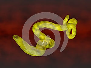Ebola virus photo