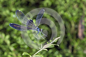 Ebony jewelwing (Calopterix maculate)