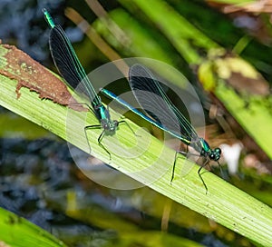 Ebony Jewelwing damselflies in Paskamansett Woods, Dartmouth, Massachusetts