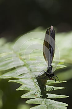 Ebony jewelwing damselfly - Calopteryx maculata