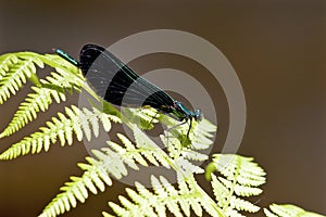 Ebony Jewelwing Damselfly    703600