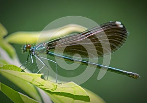 Ebony Jewelwing Damselfly on the Flora Peirce Trail, New Bedford, Massachusetts