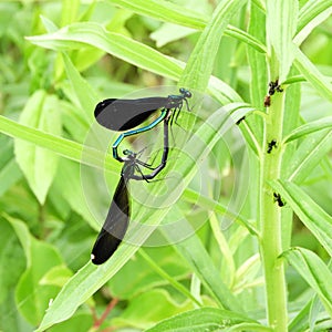 Ebony Jewelwing Damselflys copulation on pond grass