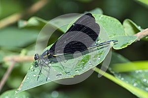 Ebony Jewelwing on a leaf, Calopteryx Maculata