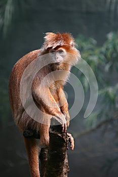 Ebony langur