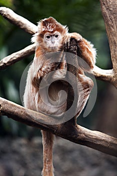 Ebony Langur monkey photo