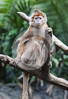 Ebony Langur Monkey