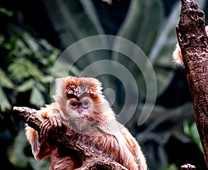 Ebony Langur Monkey on a branch