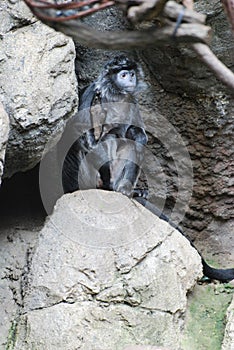 Ebony Langur Monkey Sitting on a Rock