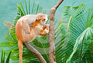 Ebony Langur
