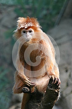 Ebony langur - some grain visible