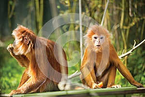 Ebony langurs, orange monkeys