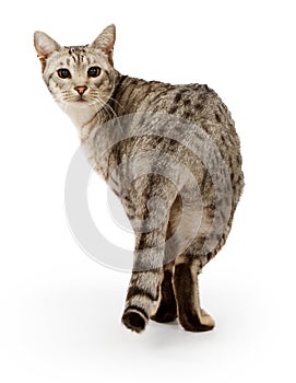 Ebony Silver Ocicat isolated on white