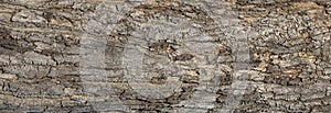 Ebossed texturem of the bark of tree on white background photo, High Resolution for 3D.