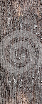 Ebossed texturem of the bark of tree on white background photo, High Resolution for 3D .