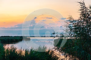 Ebro delta marsh natural park scenic landscape at dawn in the early morning, with river with gooses and birds and rich vegetation