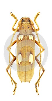 Eburia quadrigeminata