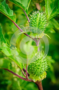 Ecballium elaterium or Squirting cucumber, interesting plant