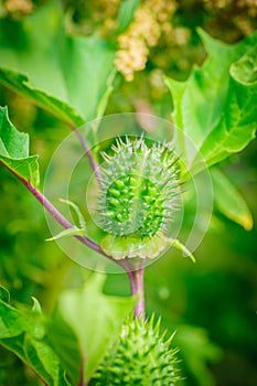 Ecballium elaterium or Squirting cucumber, interesting plant