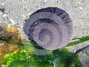 Eccentric Sand Dollar - Dendraster excentricus