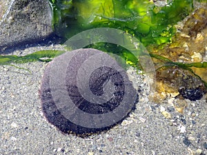 Eccentric Sand Dollar - Dendraster excentricus