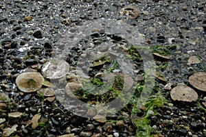 Eccentric sand dollars, Puget Sound, Washington state
