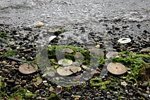 Eccentric sand dollars, Puget Sound, Washington state photo