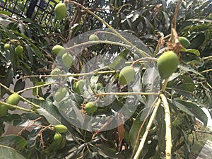 An eccentric snapshot of a mango tree season`s new fresh and juicy mango fruits