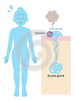 Eccrine sweat gland in human body and skin diagram. Health care concept