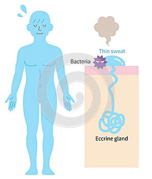 Eccrine sweat gland in human body and skin diagram. Health care concept