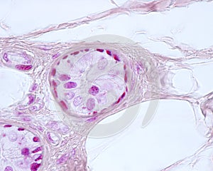 Eccrine sweat gland. Myoepithelial cells