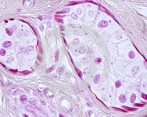 Eccrine sweat gland. Myoepithelial cells