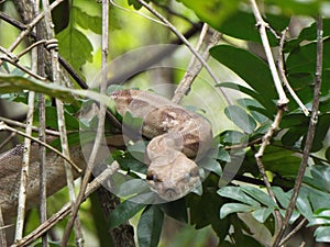 Ecdisis in wild Boa constrictor photo