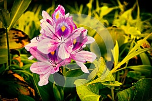 Eceng Gondok Eichhornia crassipes photo