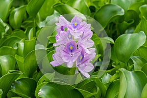Eceng gondok, Water hyacinth flowers Eichhornia crassipes, water flower photo