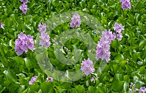 Eceng gondok, Water hyacinth flowers Eichhornia crassipes, water flower photo