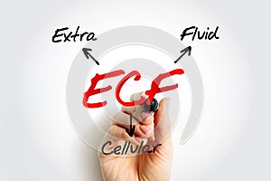 ECF Extracellular fluid - body fluid that is not contained in cells, acronym text concept background