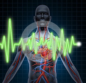 ECG and EKG Cardiovascular System